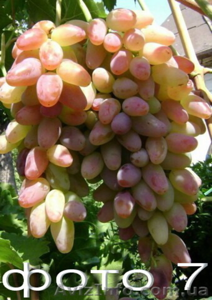 Продам саженцы винограда: Тимур, Ризамат, Подарок Запорожью, Кеша-1( Талисман),  - <ro>Изображение</ro><ru>Изображение</ru> #7, <ru>Объявление</ru> #1364902