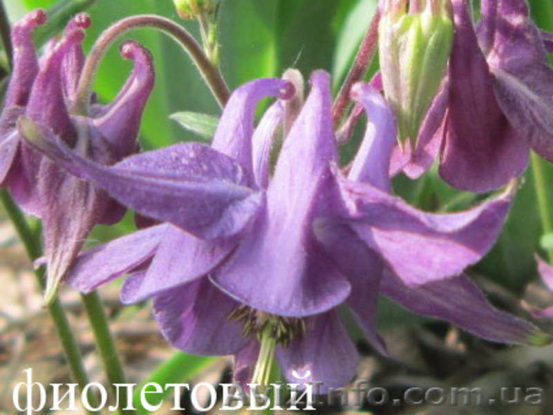 Продам саженцы аквилегии (водосбор) - <ro>Изображение</ro><ru>Изображение</ru> #4, <ru>Объявление</ru> #1364898