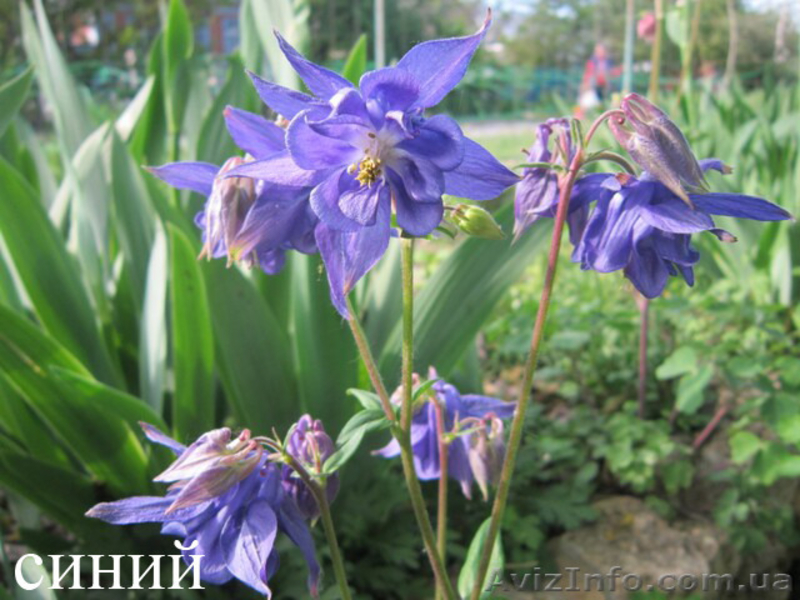 Продам саженцы аквилегии (водосбор) - <ro>Изображение</ro><ru>Изображение</ru> #5, <ru>Объявление</ru> #1364898