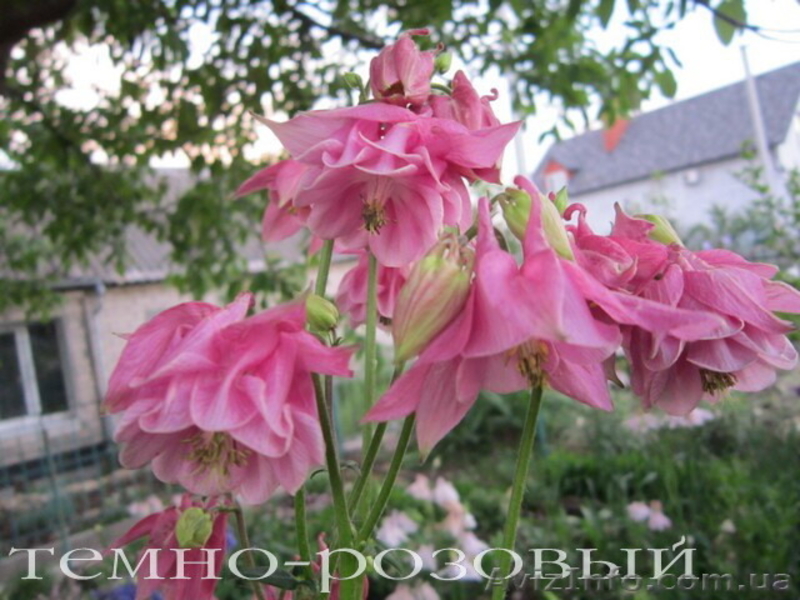 Продам саженцы аквилегии (водосбор) - <ro>Изображение</ro><ru>Изображение</ru> #3, <ru>Объявление</ru> #1364898