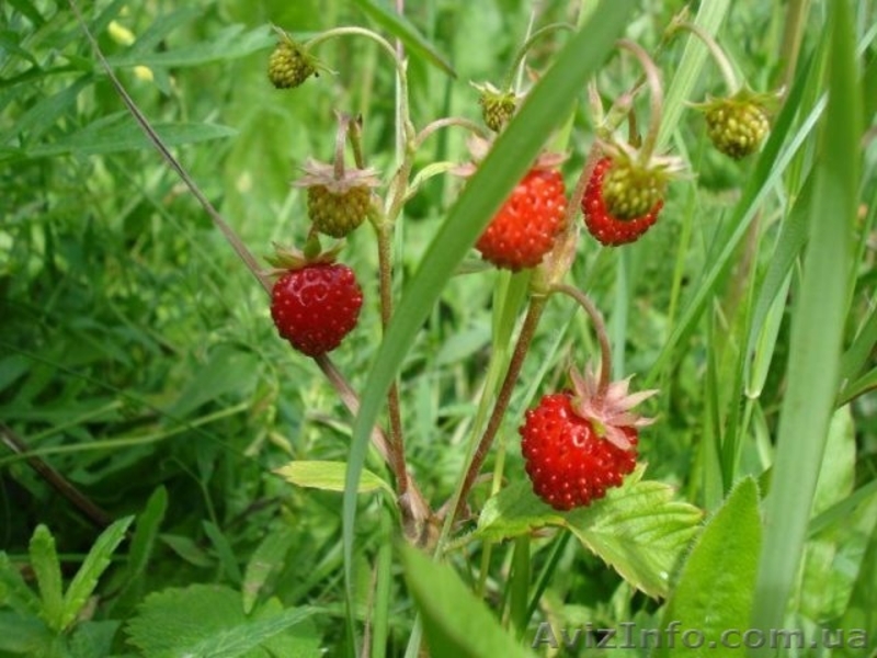 Продам саженцы ягодных кустарников: крыжовник, калина, малина, облепиха. - <ro>Изображение</ro><ru>Изображение</ru> #6, <ru>Объявление</ru> #1364958