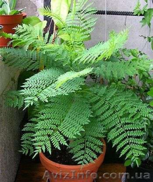 Продам саженцы жакаранды мимозолистной. - <ro>Изображение</ro><ru>Изображение</ru> #3, <ru>Объявление</ru> #1364918