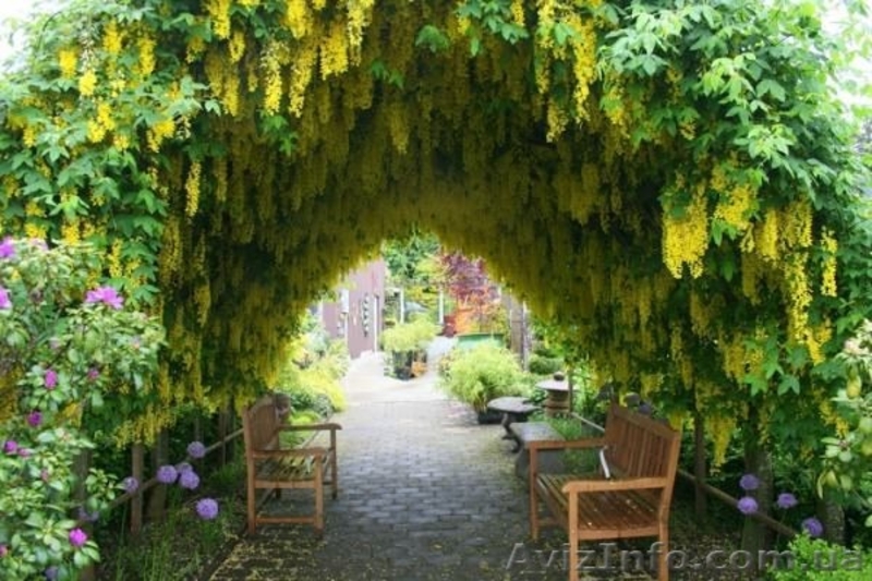 Продам семена бобовника (золотой дождь) и розовой акации (робиния клейкая). - <ro>Изображение</ro><ru>Изображение</ru> #4, <ru>Объявление</ru> #1364900