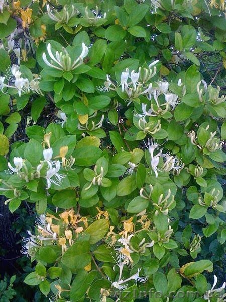 Продам саженцы жимолости каприфоль, Брауна, Тельмана. - <ro>Изображение</ro><ru>Изображение</ru> #4, <ru>Объявление</ru> #1364922