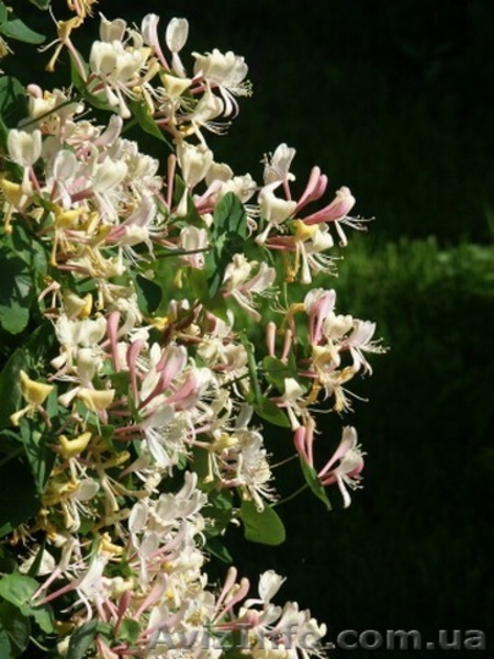 Продам саженцы жимолости каприфоль, Брауна, Тельмана. - <ro>Изображение</ro><ru>Изображение</ru> #5, <ru>Объявление</ru> #1364922