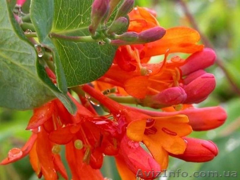 Продам саженцы жимолости каприфоль, Брауна, Тельмана. - <ro>Изображение</ro><ru>Изображение</ru> #3, <ru>Объявление</ru> #1364922