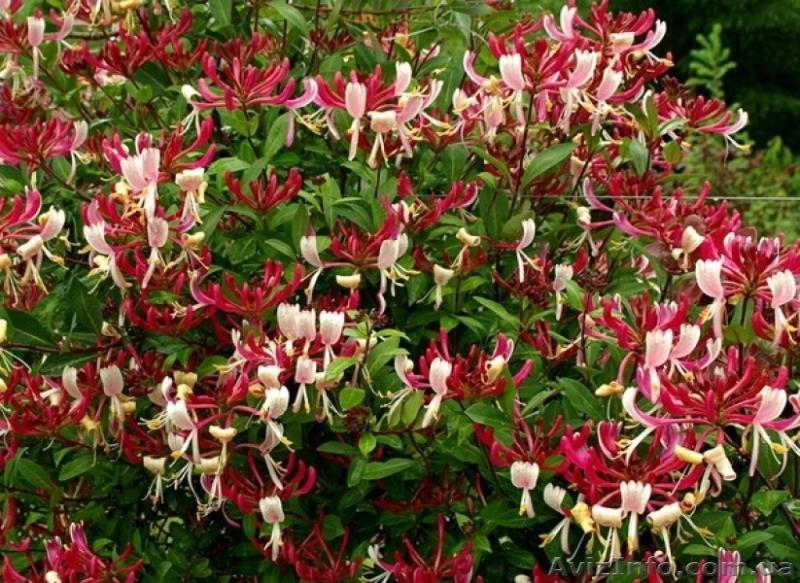 Продам саженцы жимолости каприфоль, Брауна, Тельмана. - <ro>Изображение</ro><ru>Изображение</ru> #8, <ru>Объявление</ru> #1364922