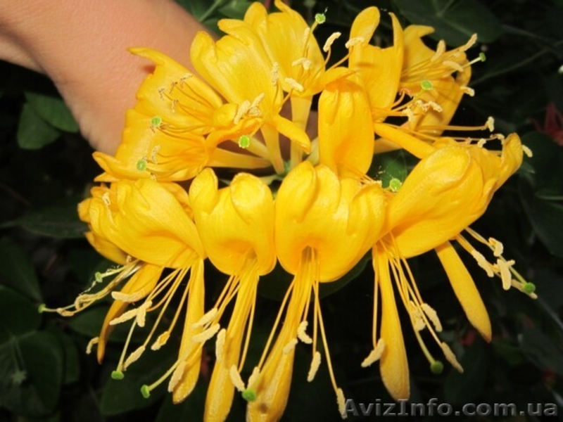 Продам саженцы жимолости каприфоль, Брауна, Тельмана. - <ro>Изображение</ro><ru>Изображение</ru> #6, <ru>Объявление</ru> #1364922