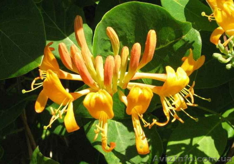 Продам саженцы жимолости каприфоль, Брауна, Тельмана. - <ro>Изображение</ro><ru>Изображение</ru> #7, <ru>Объявление</ru> #1364922