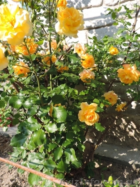 Гостевой дом "Dream" - <ro>Изображение</ro><ru>Изображение</ru> #8, <ru>Объявление</ru> #1411337