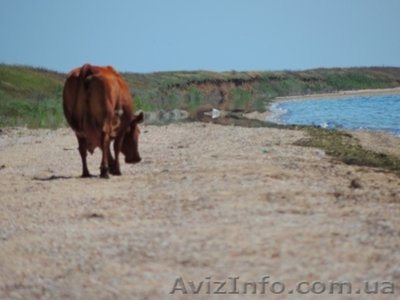 Гостевой дом "Dream" - <ro>Изображение</ro><ru>Изображение</ru> #4, <ru>Объявление</ru> #1411337