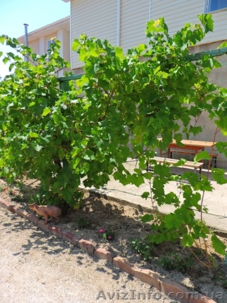 Гостевой дом "Dream" - <ro>Изображение</ro><ru>Изображение</ru> #10, <ru>Объявление</ru> #1411337