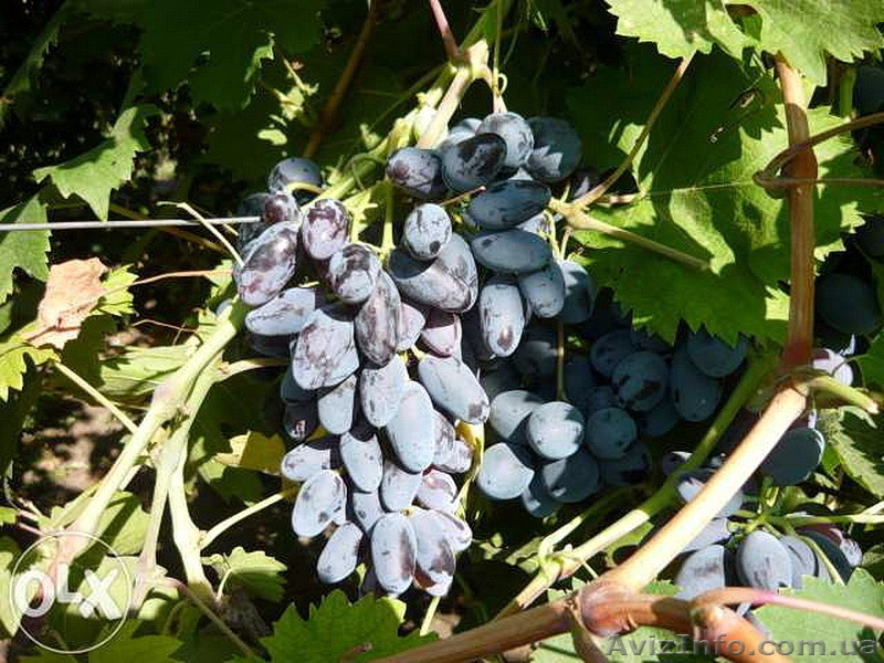 виноград,: саженцы  в херсонской области - <ro>Изображение</ro><ru>Изображение</ru> #5, <ru>Объявление</ru> #1401520