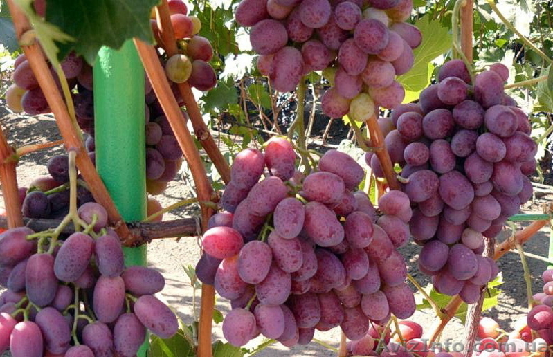 виноград,: саженцы  в херсонской области - <ro>Изображение</ro><ru>Изображение</ru> #4, <ru>Объявление</ru> #1401520