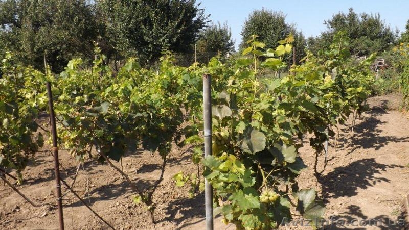 Дом в с. Чернобаевка. Херсонская область. Продам - <ro>Изображение</ro><ru>Изображение</ru> #6, <ru>Объявление</ru> #1454116