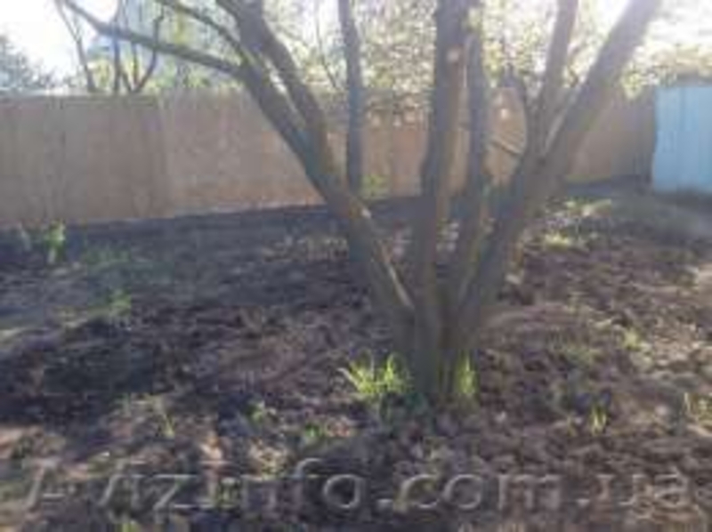 Продам изделия из камыша - <ro>Изображение</ro><ru>Изображение</ru> #3, <ru>Объявление</ru> #1466182