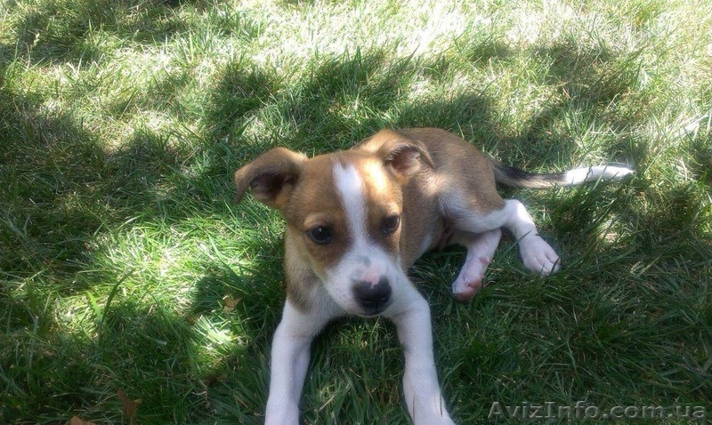 отдам щенков, даром - <ro>Изображение</ro><ru>Изображение</ru> #3, <ru>Объявление</ru> #1465683