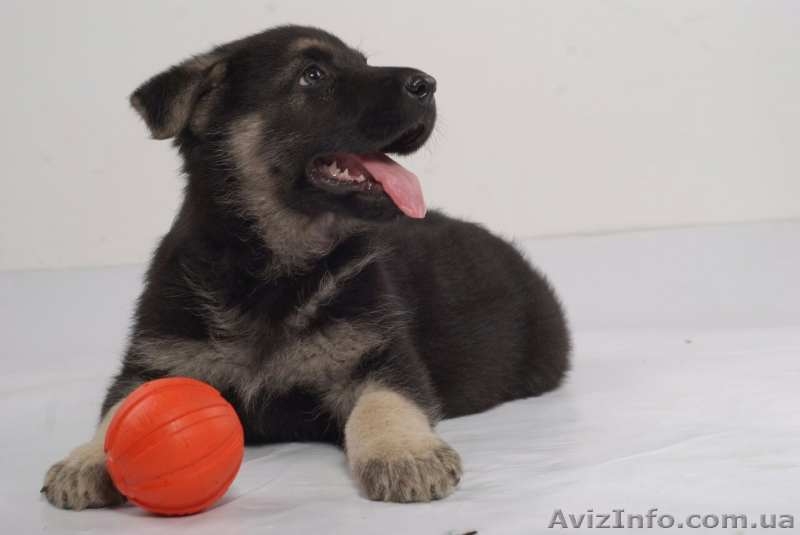 Щенки Восточно Европейской Овчарки - <ro>Изображение</ro><ru>Изображение</ru> #3, <ru>Объявление</ru> #1518122