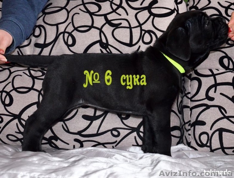 Продам щенков Кане Корсо. Херсон - <ro>Изображение</ro><ru>Изображение</ru> #3, <ru>Объявление</ru> #1527617