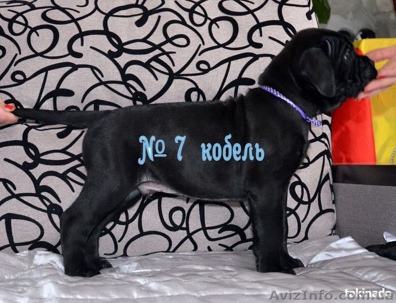 Продам щенков Кане Корсо. Херсон - <ro>Изображение</ro><ru>Изображение</ru> #4, <ru>Объявление</ru> #1527617