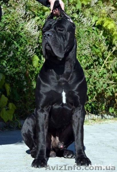 Продам щенков Кане Корсо. Херсон - <ro>Изображение</ro><ru>Изображение</ru> #5, <ru>Объявление</ru> #1527617