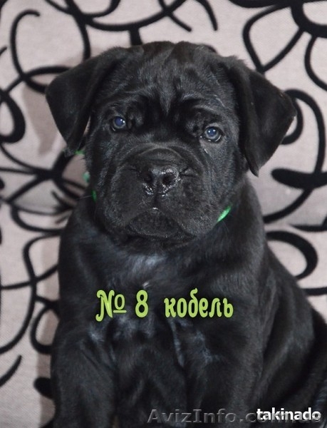 Продам щенков Кане Корсо. Херсон - <ro>Изображение</ro><ru>Изображение</ru> #6, <ru>Объявление</ru> #1527617