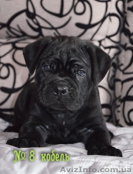 Продам щенков Кане Корсо. Херсон - <ro>Изображение</ro><ru>Изображение</ru> #7, <ru>Объявление</ru> #1527617