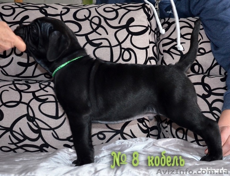 Продам щенков Кане Корсо. Херсон - <ro>Изображение</ro><ru>Изображение</ru> #8, <ru>Объявление</ru> #1527617