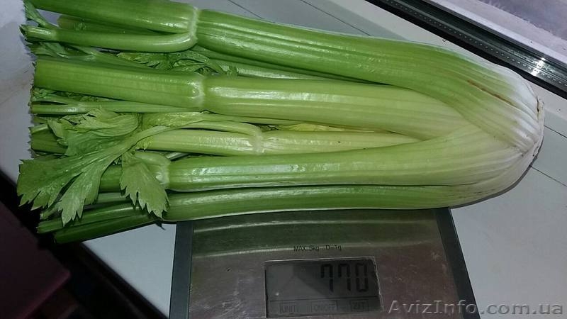 Сельдерей черешок  - <ro>Изображение</ro><ru>Изображение</ru> #3, <ru>Объявление</ru> #1588312