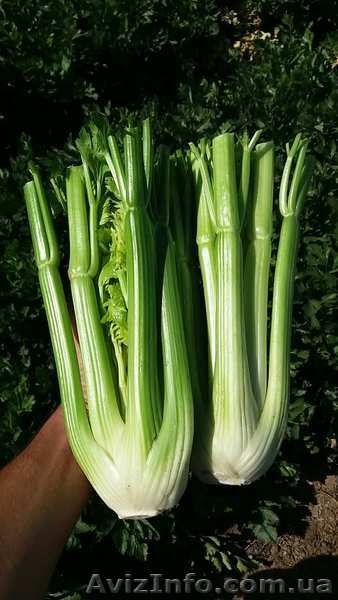 Сельдерей черешок  - <ro>Изображение</ro><ru>Изображение</ru> #4, <ru>Объявление</ru> #1588312