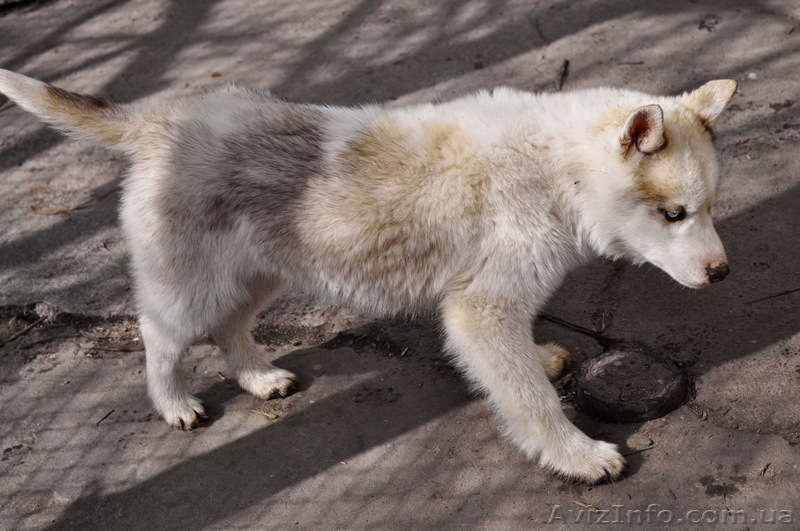  Щенки хаски, питомник КСУ. - <ro>Изображение</ro><ru>Изображение</ru> #6, <ru>Объявление</ru> #1599335