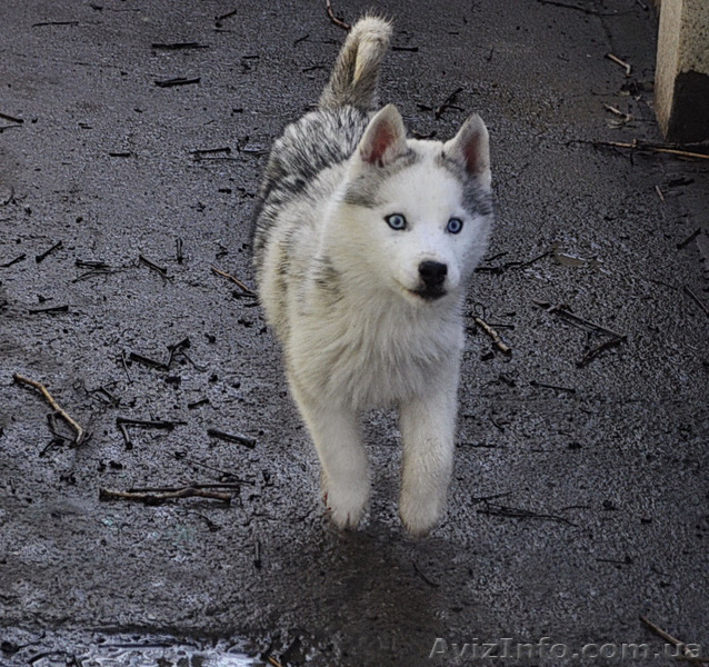  Щенки хаски, питомник КСУ. - <ro>Изображение</ro><ru>Изображение</ru> #3, <ru>Объявление</ru> #1599335