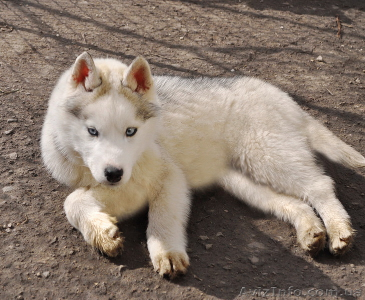  Щенки хаски, питомник КСУ. - <ro>Изображение</ro><ru>Изображение</ru> #8, <ru>Объявление</ru> #1599335
