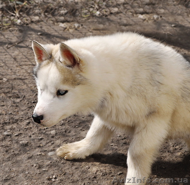  Щенки хаски, питомник КСУ. - <ro>Изображение</ro><ru>Изображение</ru> #7, <ru>Объявление</ru> #1599335