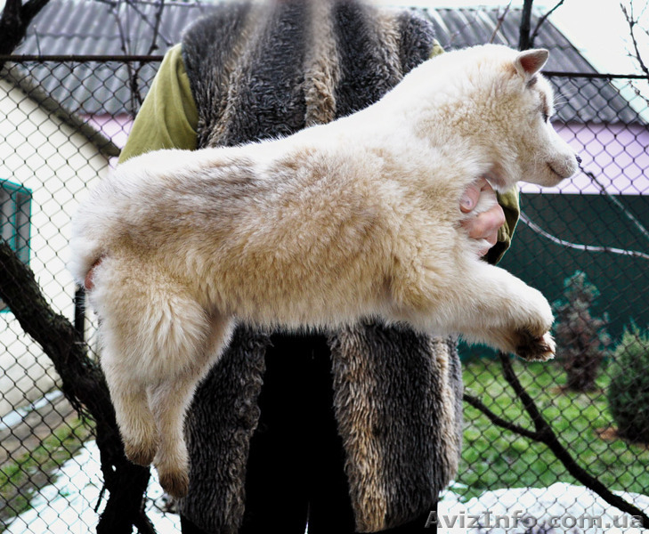  Щенки хаски, питомник КСУ. - <ro>Изображение</ro><ru>Изображение</ru> #5, <ru>Объявление</ru> #1599335