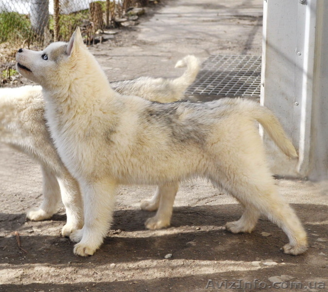  Щенки хаски, питомник КСУ. - <ro>Изображение</ro><ru>Изображение</ru> #10, <ru>Объявление</ru> #1599335