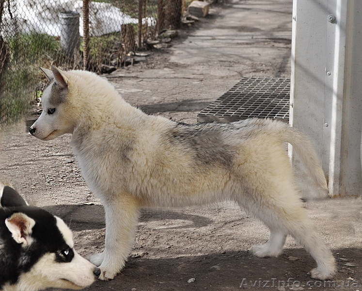  Щенки хаски, питомник КСУ. - <ro>Изображение</ro><ru>Изображение</ru> #9, <ru>Объявление</ru> #1599335