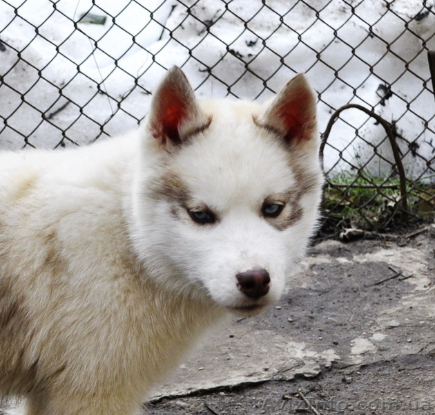  Щенки хаски, питомник КСУ. - <ro>Изображение</ro><ru>Изображение</ru> #4, <ru>Объявление</ru> #1599335