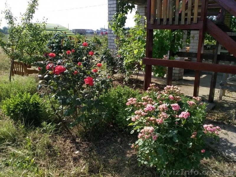 Зеленый дворик - <ro>Изображение</ro><ru>Изображение</ru> #4, <ru>Объявление</ru> #1623256