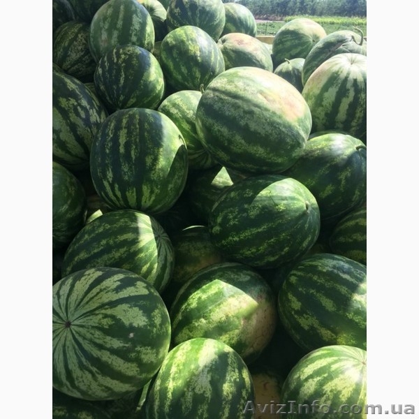 Продам оптом высококачественный арбуз с поля от 22 т - <ro>Изображение</ro><ru>Изображение</ru> #3, <ru>Объявление</ru> #1627040