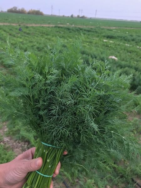 Продам на экспорт укроп/петрушка - <ro>Изображение</ro><ru>Изображение</ru> #3, <ru>Объявление</ru> #1653113