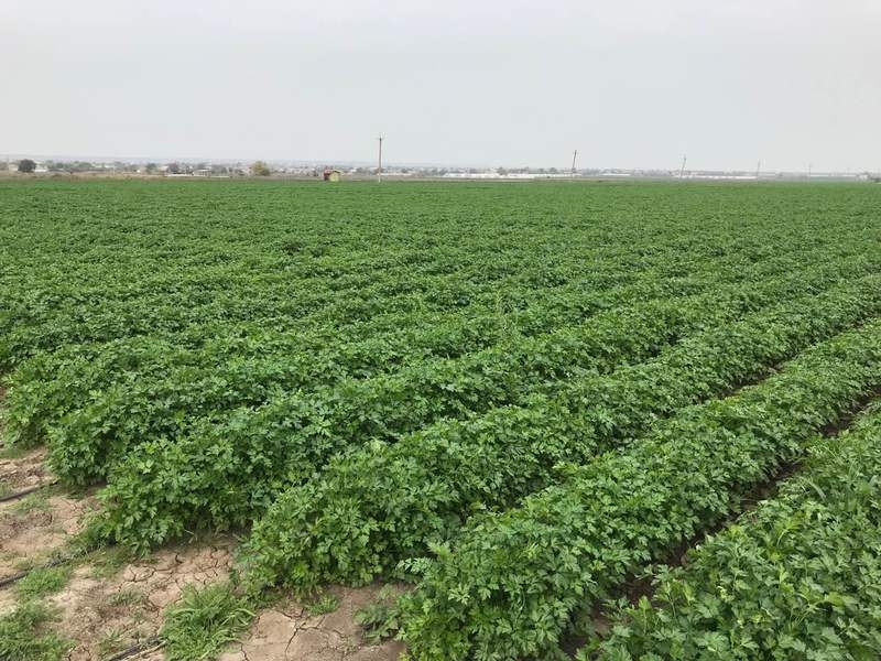 Продам на экспорт укроп/петрушка - <ro>Изображение</ro><ru>Изображение</ru> #4, <ru>Объявление</ru> #1653113