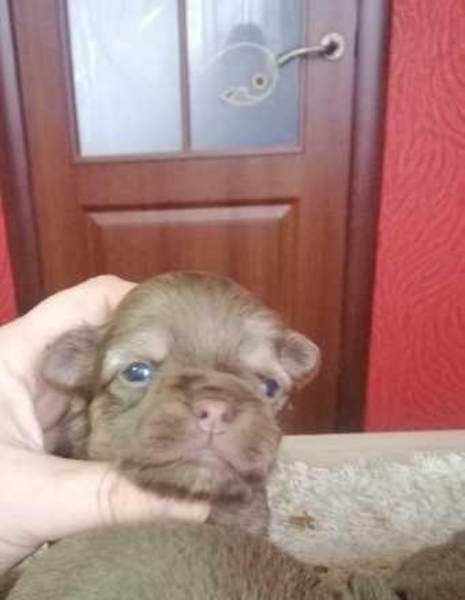 Продаю шоколадных щенков чихуахуа - <ro>Изображение</ro><ru>Изображение</ru> #3, <ru>Объявление</ru> #1674224