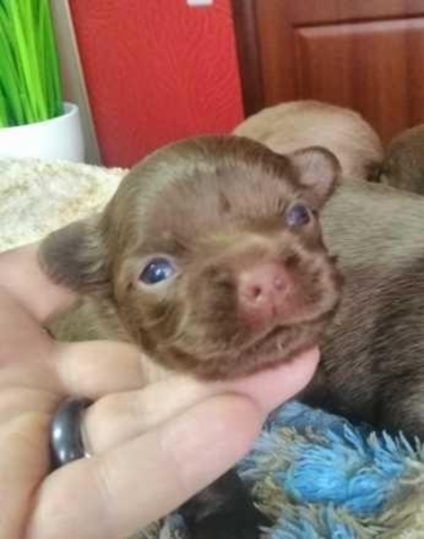 Продаю шоколадных щенков чихуахуа - <ro>Изображение</ro><ru>Изображение</ru> #4, <ru>Объявление</ru> #1674224