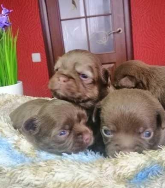 Продаю шоколадных щенков чихуахуа - <ro>Изображение</ro><ru>Изображение</ru> #5, <ru>Объявление</ru> #1674224