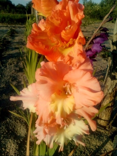 Продам гладиоусы - <ro>Изображение</ro><ru>Изображение</ru> #3, <ru>Объявление</ru> #1675294