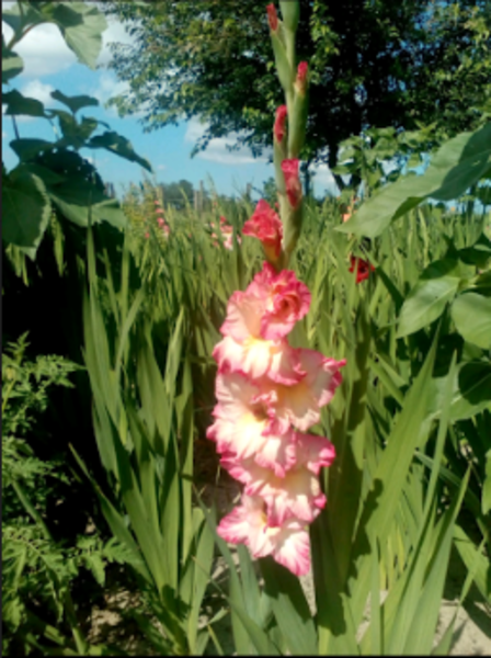 Продам гладиоусы - <ro>Изображение</ro><ru>Изображение</ru> #4, <ru>Объявление</ru> #1675294