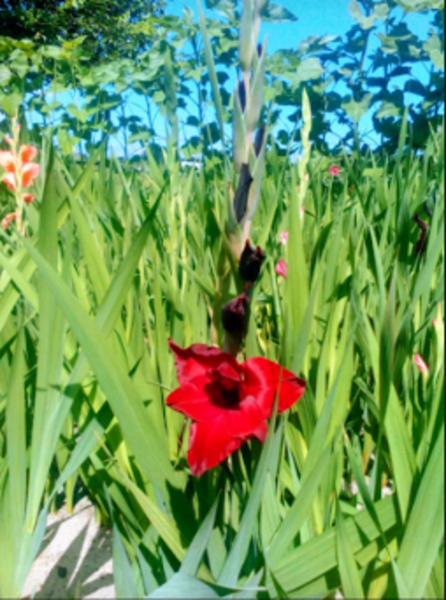 Продам гладиоусы - <ro>Изображение</ro><ru>Изображение</ru> #5, <ru>Объявление</ru> #1675294