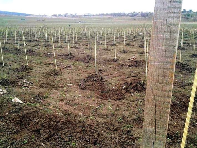 POLYARM опоры и колышки для растений - <ro>Изображение</ro><ru>Изображение</ru> #5, <ru>Объявление</ru> #1698280