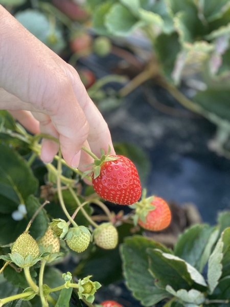 Продам саженец Клубники Фриго сорта Альбион Альба Мурано Кабрило Клери Хоней  - <ro>Изображение</ro><ru>Изображение</ru> #3, <ru>Объявление</ru> #1702177